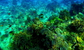   Red sea reef  